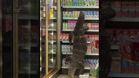 شاهد.. سحلية عملاقة تقتحم بقالة وتثير الذعر بين مرتاديها في تايلاند