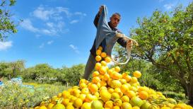 مزارعون يحصدون ثمار البرتقال في دير البلح مع أول أيام شهر رمضان