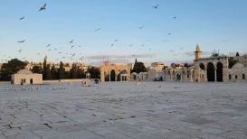 باحات المسجد الأقصى المبارك صباح اليوم الاثنين