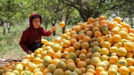 صور| من قطف البرتقال في دير البلح وسط قطاع غزة