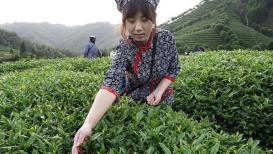 قطف أوراق الشاي في مدينة جينهوا شرق الصين بمقاطعة تشجيانغ