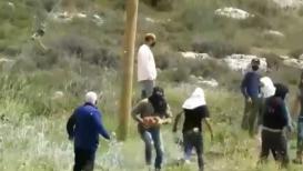 مستوطنون يعتدون بوحشية على مزارع في نابلس