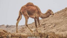 لقطات من الحياة البرية في النقب المحتل