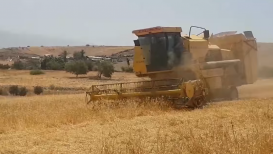 #شاهد| مزارعو الأغوار يسابقون الزمن في حصاد أراضيهم خوفاً من الحرائق التي تلتهم مئات الدونمات سنوياً.