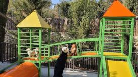 أول فندق للكلاب في فلسطين