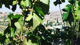دالية العنب من بلدة بيت دقو شمال غرب القدس