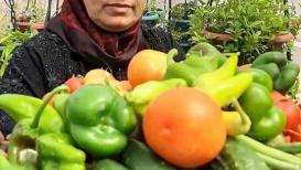 فلسطينية في نابلس تحوّل سطح منزلها إلى مزرعة عامودية