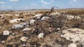 مستوطنون يجرفون أراضي المواطنين في جبل العالم ببلدة نعلين لشق طريق استيطاني
