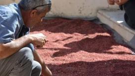 فلسطينيون يصنعون السماق الطبيعي الخالي من الأصباغ الضارة في الضفة الغربية.