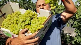 موسم قطف العنب في سلفيت شمال الضفة الغربية