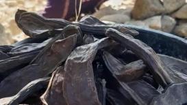 موسم جني الخروب في وادي قانا قرب سلفيت