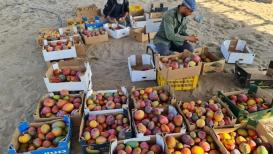 قطف ثمار المانجا في غزة