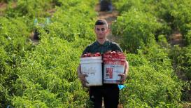موسم حصاد الفلفل الأحمر في فلسطين