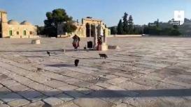 وفاة المرابطة المقدسية بدرية التميمي التي اعتادت على إطعام القطط في باحات المسجد الأقصى