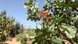 قطف ثمار الفستق الحلبي في محطة العروب الزراعية بمدينة الخليل