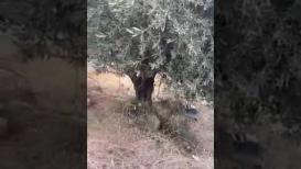 اعتقال الأسيرين زكريا زبيدي ومحمد العارضة في أم الغنم