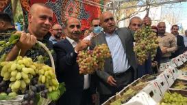 افتتاح مهرجان تسويق العنب السنوي في جنين
