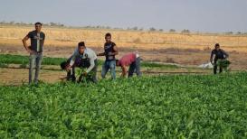 حصاد السبانخ في غزة بعدسة/ مثنى النجار