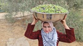 فعاليات مختلفة ومتواصلة لقطف ثمار الزيتون في قطاع غزة