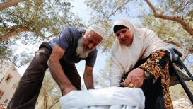 الحاج بشير ثابت 77 عاما وزوجته فاطمة ثابت 75 عاما أثناء قطف ثمار الزيتون في قرية شقبا غرب رام الله