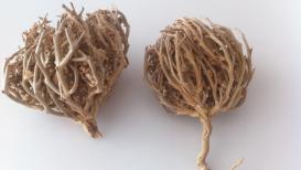 عشبة كف مريم.jpg