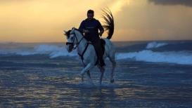 رياضة ركوب الخيل على شاطئ بحر غزة مع وقت الغروب