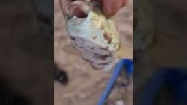 سمكة خطيرة تغزو مياه البحر في غزة وتحذيرات من صيدها وتناولها