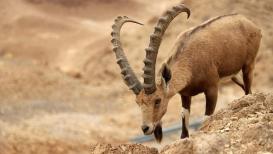صور الوعل النوبي في برية القدس شرقي مدينة بيت لحم بعدسة/ واجد نوباني