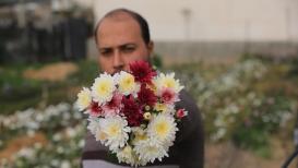 مزارعون فلسطينيون يقطفون الأزهار .. بدأت زراعة الزهور في قطاع غزة في الثمانينيات وازدهرت في منتصف التسعينيات