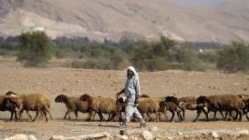 رعاة أغنام