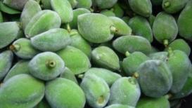 محصول اللوز الأخضر .. حيث بلغ سعر الكيلو الواحد 350 شيكل، بالضفة الغربية