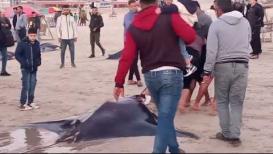 لأول مرة.. اصطياد عدد كبير من سمك الوطواط في بحر غزة