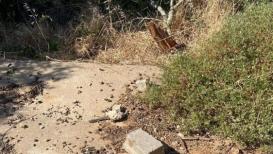 مستوطنون يقطعون 40 شجرة لوز معمرة في قريوت جنوبي نابلس