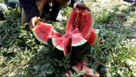 مزارعون يقطفون البطيخ في خان يونس جنوب قطاع غزة