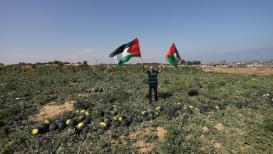 بدء موسم قطف فاكهة البطـيخ بغزة