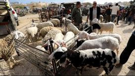 سوق الماشية في خان يونس جنوب قطاع غزة قبيل عيد الأضحى