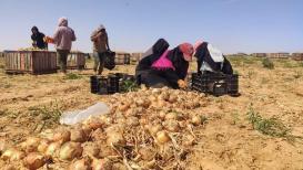 موسم حصاد البصل في رفح جنوب قطاع غزة
