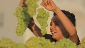 فاكهة الصيف "التين والعنب" في سوق الشيخ عجلين الموسمي غرب غزة