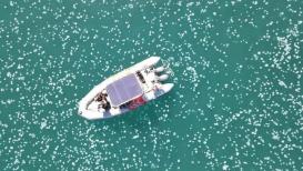 قناديل البحر بأعداد مهولة في بحر مدينة حيفا المحتلة