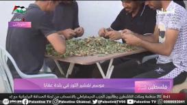 موسم تقشير اللوز في بلدة عقابا طوباس