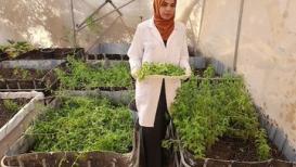 لأول مرة في غزة.. فلسطينيات ينجحن في زراعة نبات "الستيفيا" واستخلاص السكر المُحلى