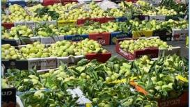 موسم قطف فاكهة الجوافة في قلقيلية