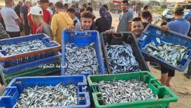 صيد وفير من الأسماك في ميناء دير البلح وسط قطاع غزة