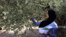 انطلاق فعاليات مهرجان قطف الزيتون في بيت لحم