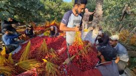 بدء جني ثمار البلح في نخيل قطاع غزة