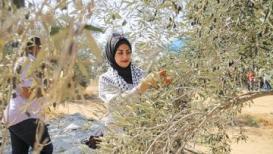موسم قطف الزيتون.. عُرس تراثي فلسطيني  تصوير: عبد الحكيم أبو رياش