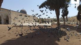 صور من المسجد الأقصى المبارك