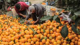 قطف ثمار البرتقال في بيت لاهيــا شمــال قطــــاع غــــزة