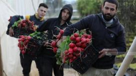 قطف الفجل الأحمر في خربة قلقس جنوب الخليل - مشهور وحواح