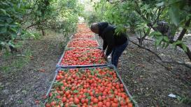 حصاد ثمار الكلمنتينا في إحدى مزارع قطاع غزة
